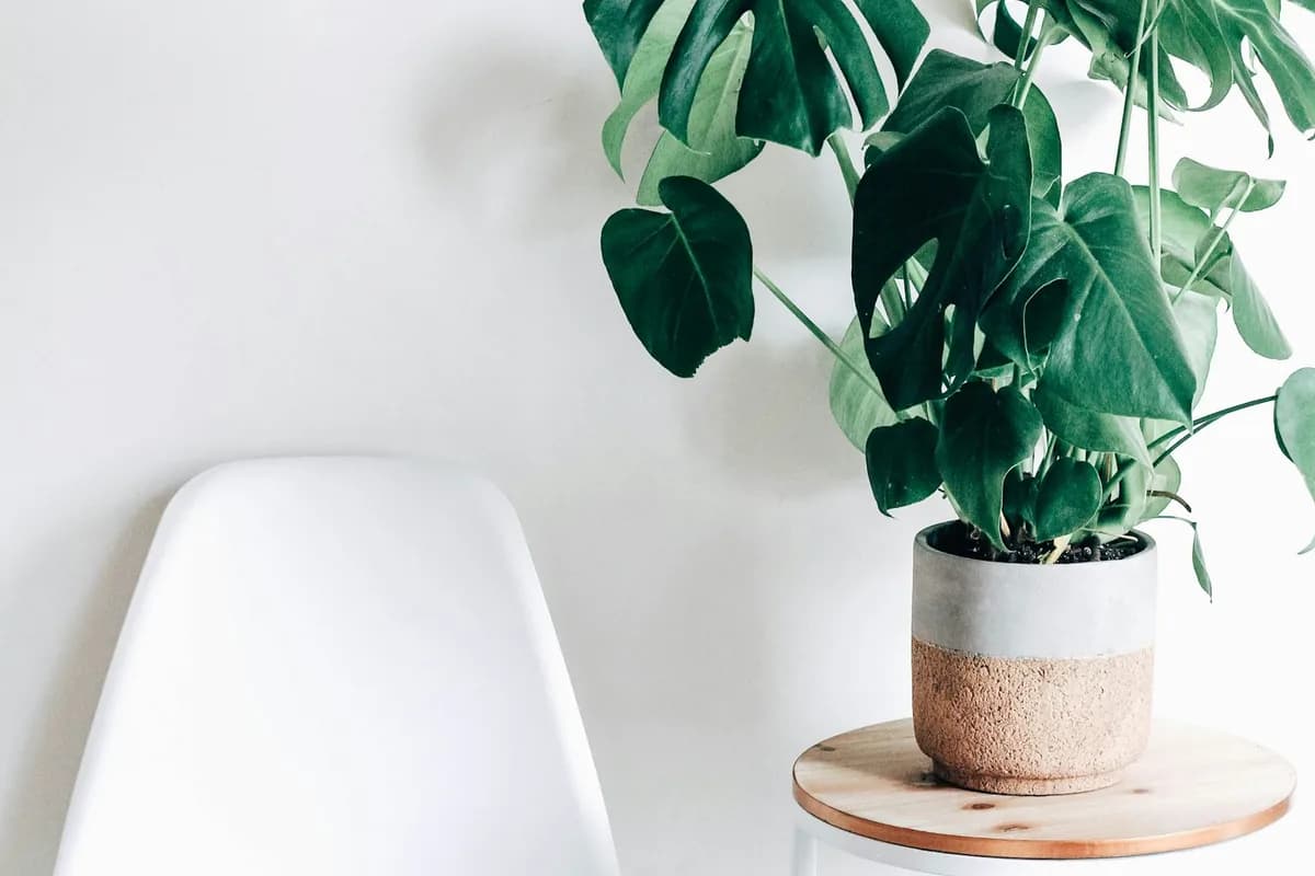 Cozy living room corner styled with healthy low-light indoor plants including snake plant and pothos in ceramic pots