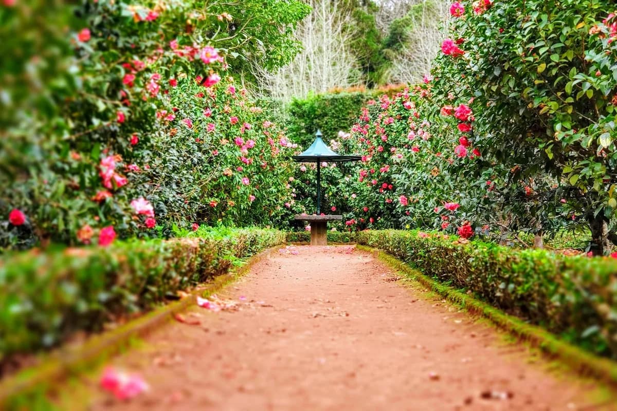 Plants & Gardening